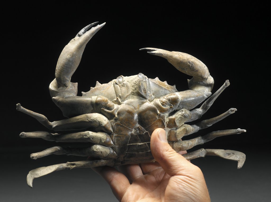 Chaceon Crab fossil from Argentina