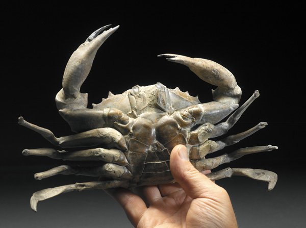 fossil crab