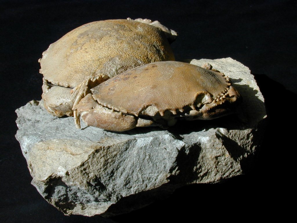 Harpactocarcinus Crab Fossils