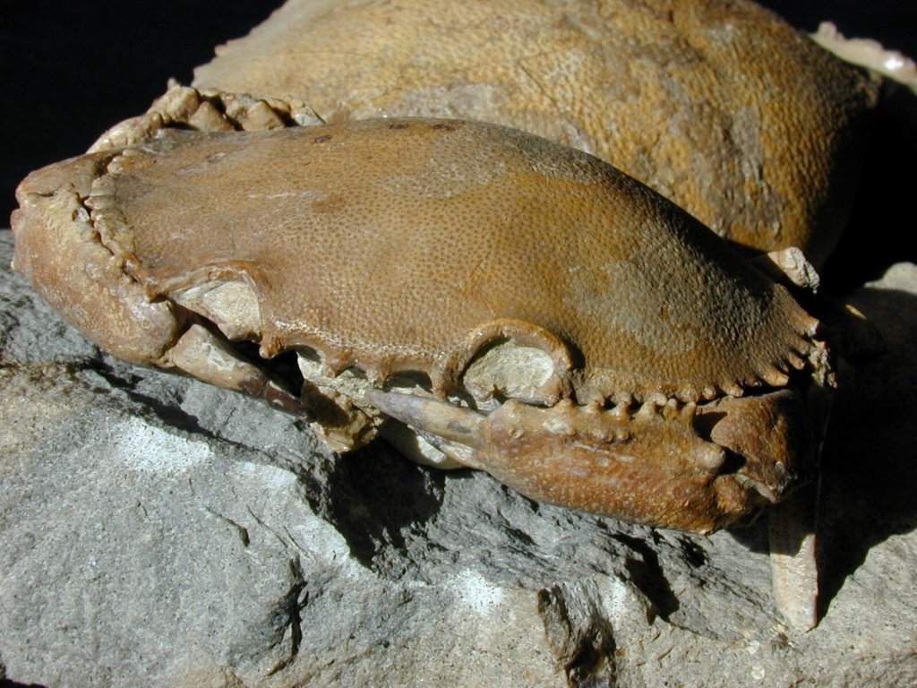 Harpactocarcinus punctulatus Fossil Crabs