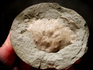 Portunites Crab Fossil
