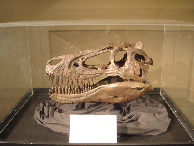 Nanotyrannus Dinosaur