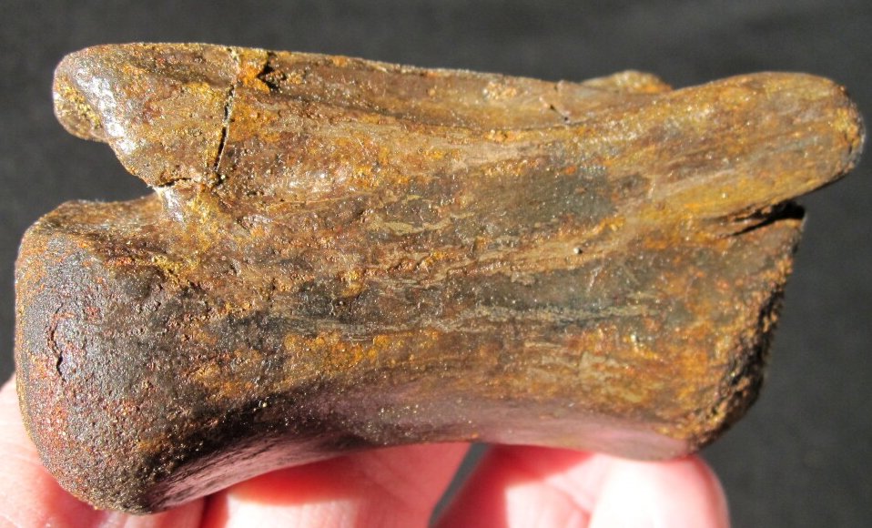 Chirostenotes Oviraptorosaur Tail Bone Fossil