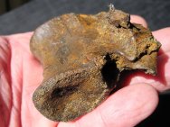 Dromeosaur Dinosaur Vertebrae Fossil