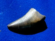 Nanotyrannus Dinosaur Tooth