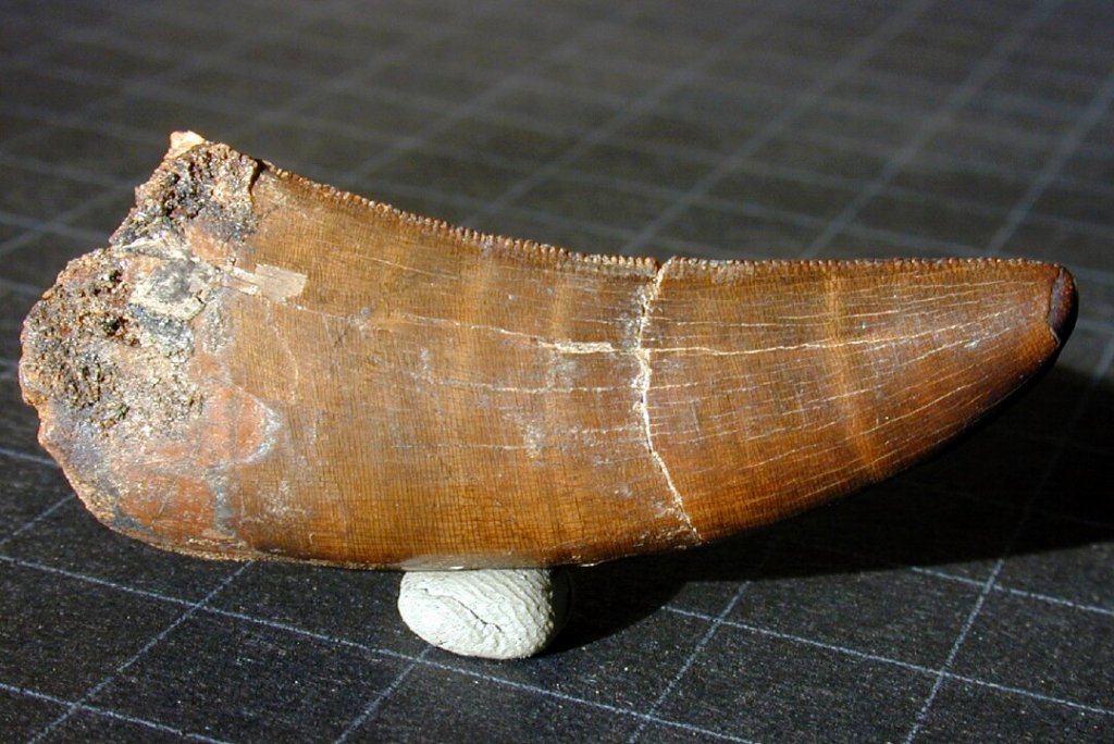 Daspletosaur Dinosaur Tooth