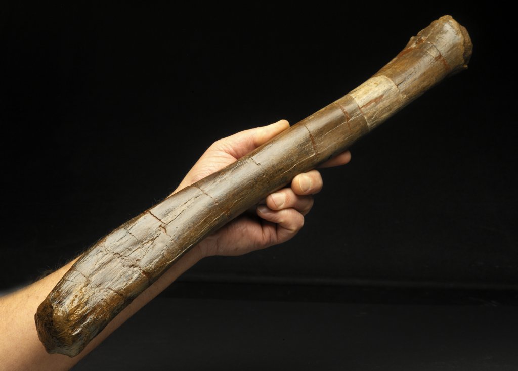 Edmontosaurus Dinosaur Ulna from Hell Creek Formation
