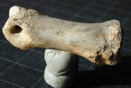 Dromaeosaur Dinosaur Bone