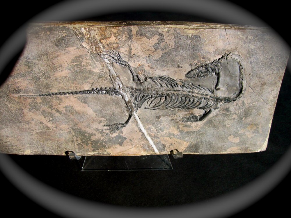 Rare Chinese Best Triassic Keichousaurus Real Leaf Fossil 