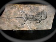 Keichousaurus Fossil