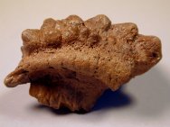 Stegoceras Dinosaur Skull Bone Fossil - Outer Surface