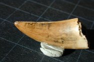 Albertosaurus Dinosaur Tooth