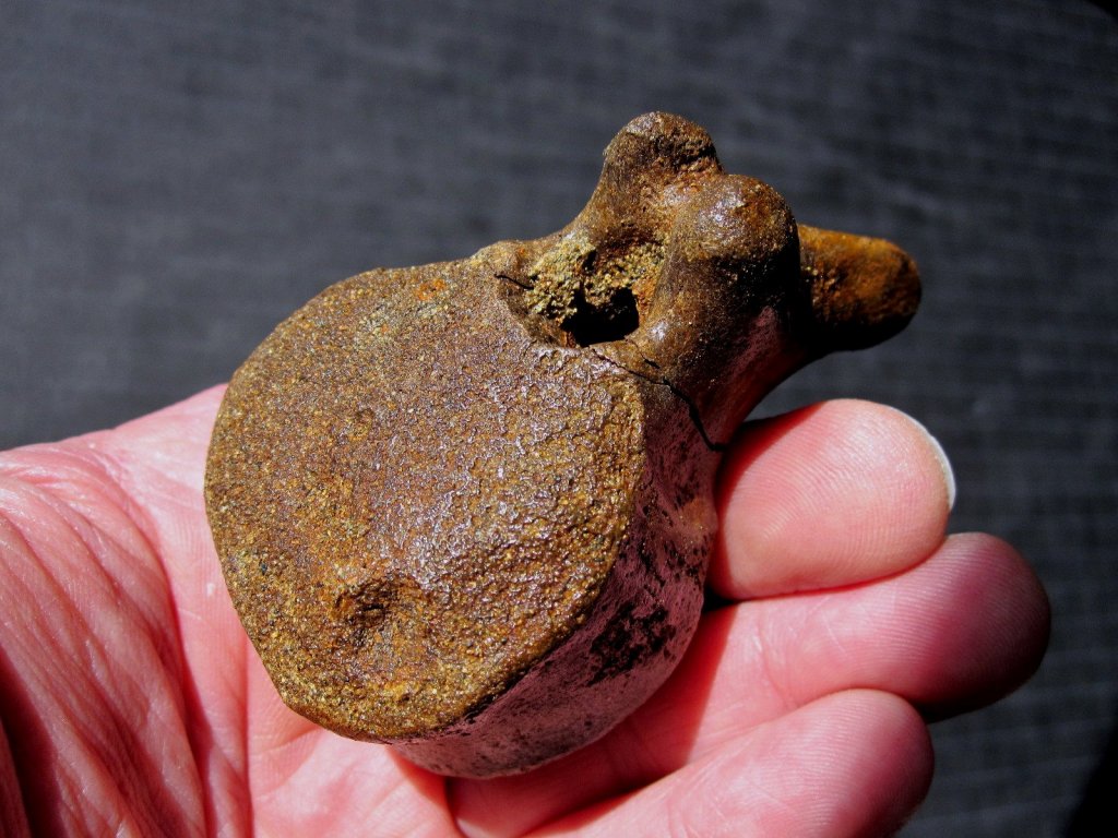 Edmontosaurus Dinosaur Fossil