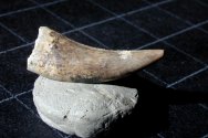 Richardoestesia Dinosaur Tooth