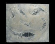 Nothosauroid Fossils