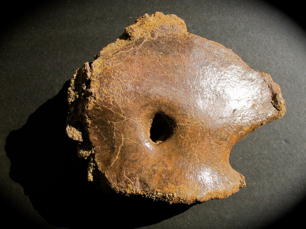 Pachycephalosaur Dinosaur Coracoid Bone