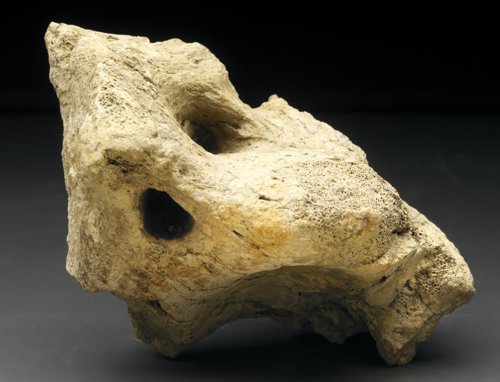 T-REX Dinosaur Skull Fossil