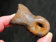 Struthiomimus Dinosaur Fossil