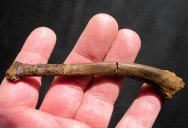 Dromaeosaur Ulna Bone Fossil