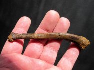 Dromaeosaur Dinosaur Fossil