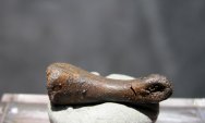 Rare Stegoceras Dinosaur Foot Toe Bone