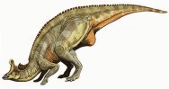Lambeosaurus Dinosaur