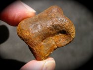 Thescelosaur Dinosaur Toe Bone