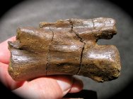 Chirostenotes Oviraptorosaur Dinosaur Caudal Bone