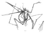 Pterosaur Holotype