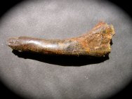 Pterosaur Femur Bone