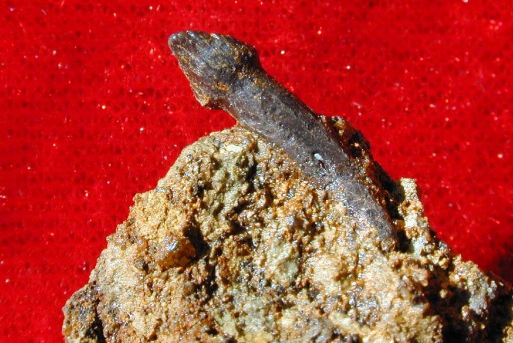 Pachycephalosaur Dinosaur Tooth