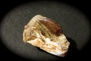 Sauronitholestes Raptor Dinosaur Tooth