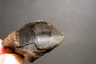 Triceratops Dinosaur Tooth