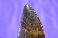 Tyrannosaurus rex Tooth