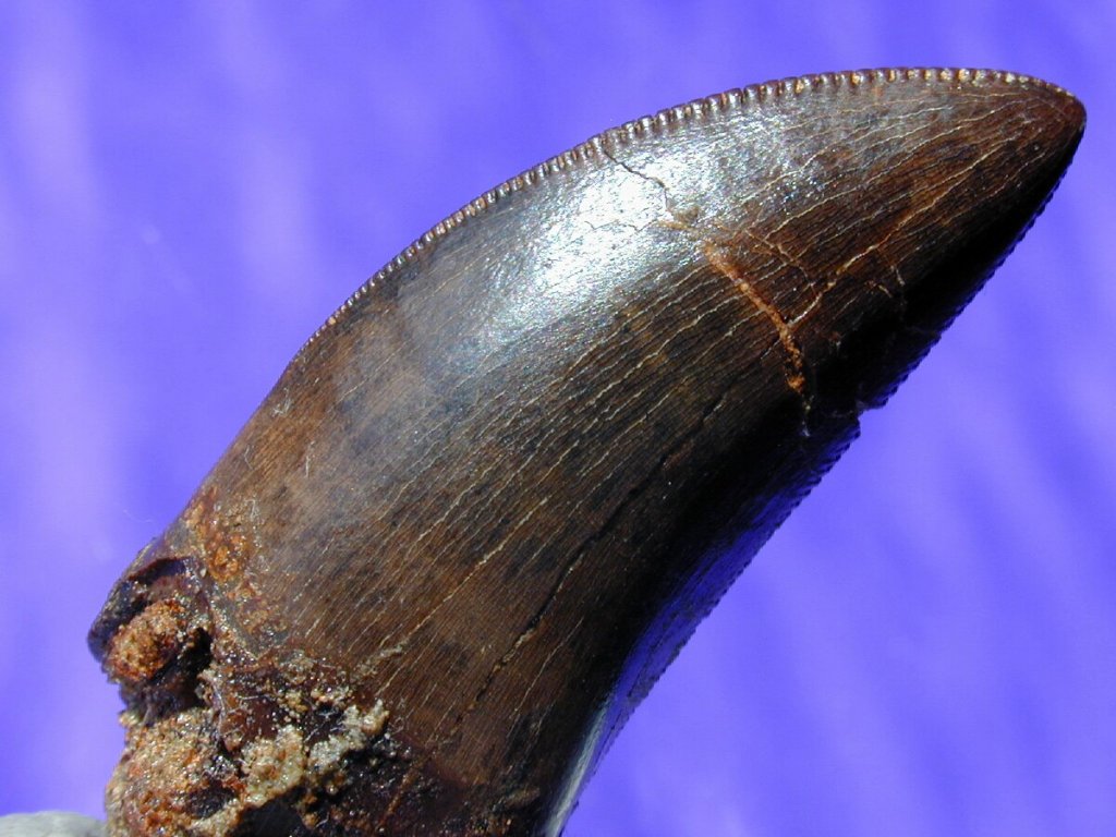 T-rex Tooth