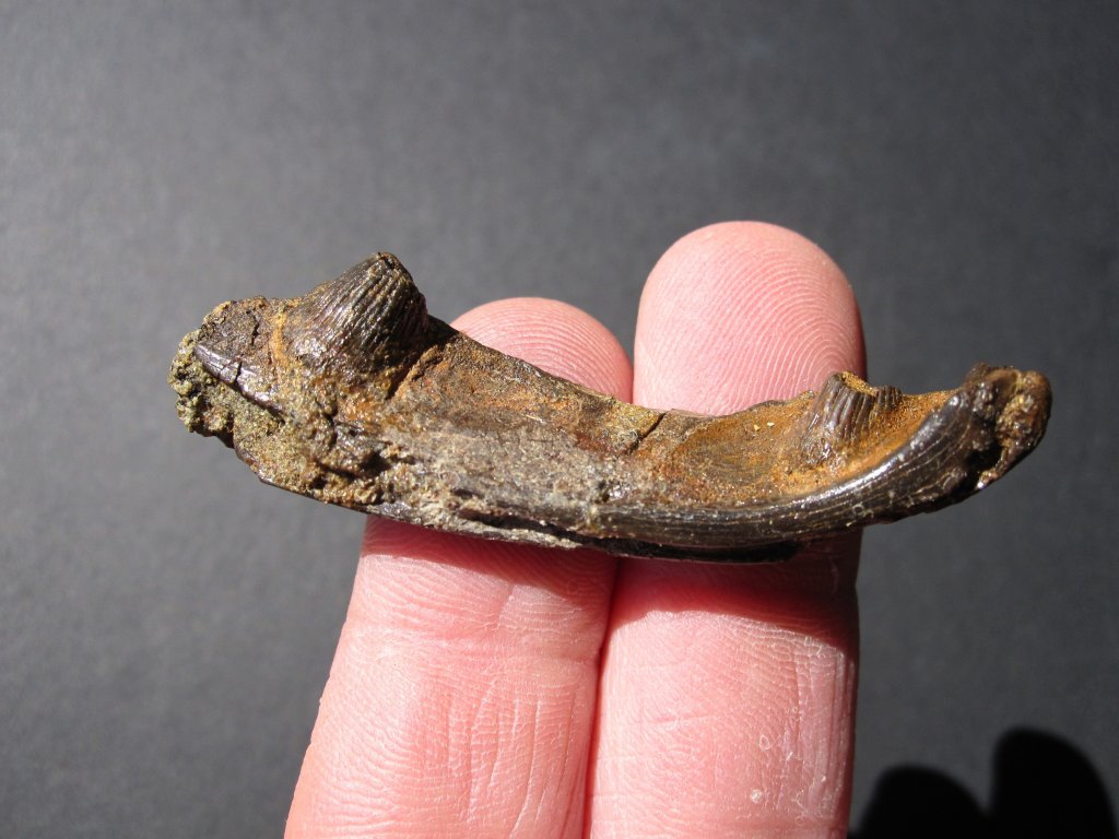 Varanid Lizard Jaw Fossil 