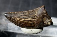 Dromaeosaur Dinosaur Tooth