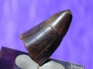 Tyrannosaurus rex Dinosaur Tooth