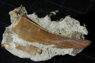 Albertosaurus Dinosaur Tooth