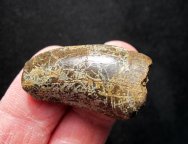 T-Rex Dinosaur Tooth