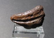 Tyrannosaurus rex Dinosaur Claw