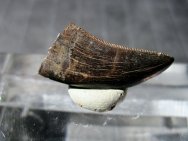 Dromaeosaur Dinosaur Tooth