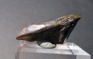 Triceratops Dinosaur Tooth