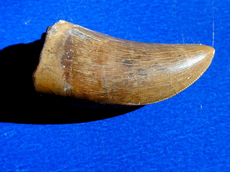 Albertosaurus Tooth