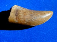 Albertosaurus Dinosaur Tooth