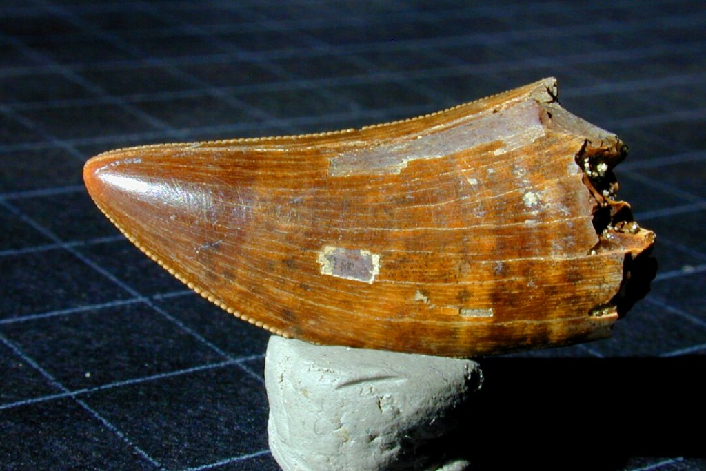 Nanotyrannus lancensis Dinosaur Tooth