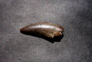 Nanotyrannus Dinosaur Tooth