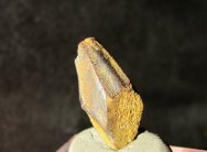 Edmontosaurus Duck-Bill Dinosaur Tooth