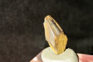 Edmontosaurus Duck-Bill Dinosaur Tooth from Hell Creek