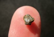 Excellent Pachycephalosaur Dinosaur Tooth from Hell Creek